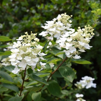 copy of Hortenzija, skarainā 'Unique' /Hydrangea paniculata/ - P9 kont.
