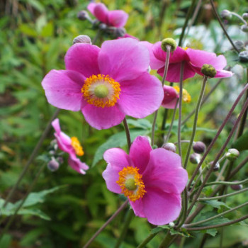 copy of Anemone 'Honorine...
