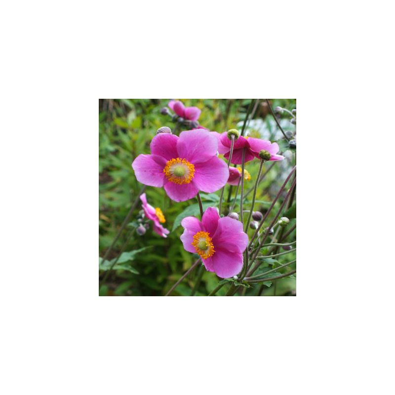 copy of Anemone 'Honorine Jobert'  /Anemone hybrida/ - P9 kont.
