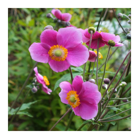 Anemone 'Hadspen Abundance' /Anemone hybrida/ - C2 kont.