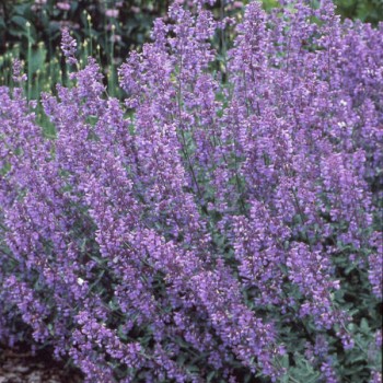 copy of Kaķumētra, fasēna 'Walkers Low'/Nepeta faassenii/ C2 kont.