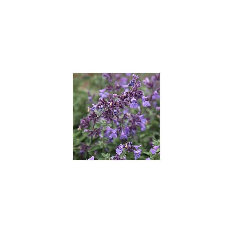 copy of Kaķumētra, fasēna 'Walkers Low'/Nepeta faassenii/ C2 kont.
