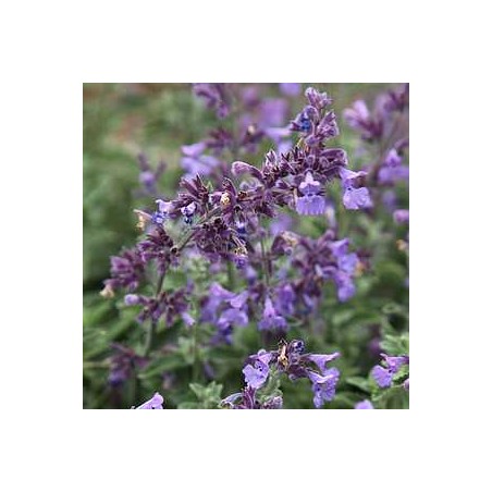 copy of Kaķumētra, fasēna 'Walkers Low'/Nepeta faassenii/ C2 kont.