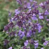 Kaķumētra, fasēna 'Junior Walkers'/Nepeta faassenii/ C2 kont.