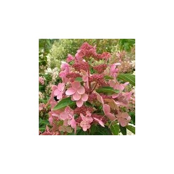 copy of Hortenzija, skarainā 'Dharuma' /Hydrangea paniculata/ - P9 kont.