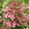 Hortenzija, skarainā 'Dharuma' /Hydrangea paniculata/ - C2,5 kont.