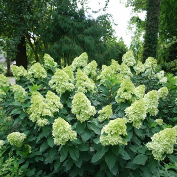Hortenzija, skarainā ,,Limelight Prime®,, /Hydrangea paniculata/ - C3 kont.