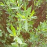 Kārkls, sarkanais ,,Nana,, /Salix purpurea/ - C2 kont.