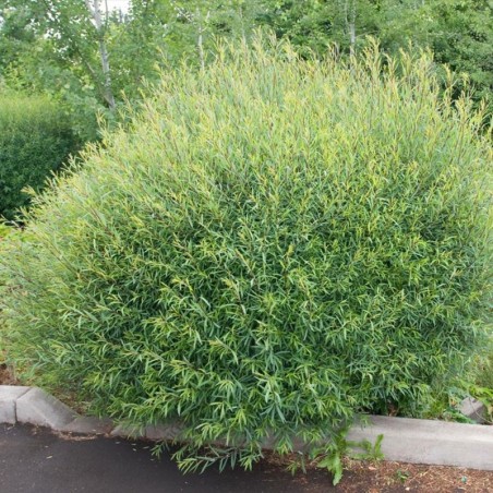 Kārkls, sarkanais ,,Nana,, /Salix purpurea/ - C2 kont.