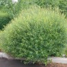 copy of Gluosnė, purpurinė ,,Nana,, /Salix purpurea/ - P9 kont.