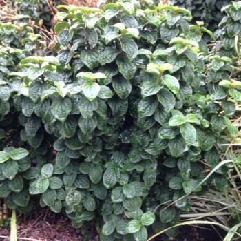 Grimonis, asinssarkanais 'Compressa' /Cornus sanguinea/ - C2 kont.