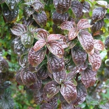 Grimonis, asinssarkanais 'Compressa' /Cornus sanguinea/ - C2 kont.