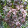 copy of Sedulas, paprastasis 'Compressa' /Cornus sanguinea/ - P9 kont.
