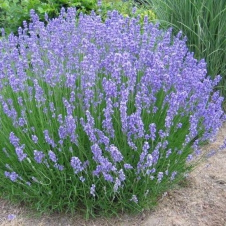 copy of Lavanda, šaurlapu "Phenomenal" /lavandula intermedia/ - P9 kont.
