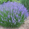 Lavanda, šaurlapu "Phenomenal" /lavandula intermedia/ - C2 kont.