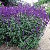 copy of Salvija, birztalas ,Caradonna' /Salvia nemorosa/ - P9 kont.