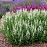 Salvija, birztalas ,Schneehügel' /Salvia nemorosa/ - C1 kont.