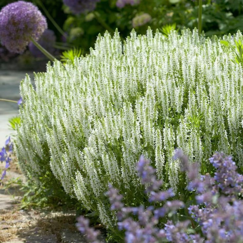 Salvija, birztalas ,Schneehügel' /Salvia nemorosa/ - C1 kont.