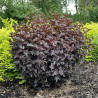 copy of Fizokarps, irbeņlapu ,,Andre,, /Physocarpus opulifolius/- P9 kont.