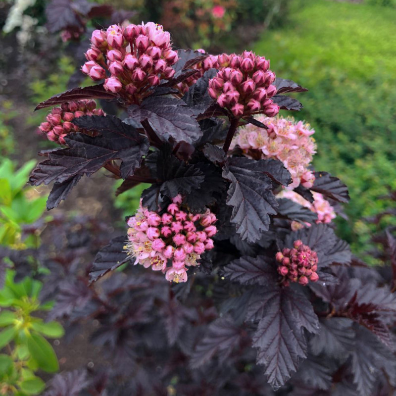 copy of Fizokarps, irbeņlapu ,,Andre,, /Physocarpus opulifolius/- P9 kont.