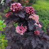 Fizokarps, irbeņlapu ,,Panther,, /Physocarpus opulifolius/- C2 kont.
