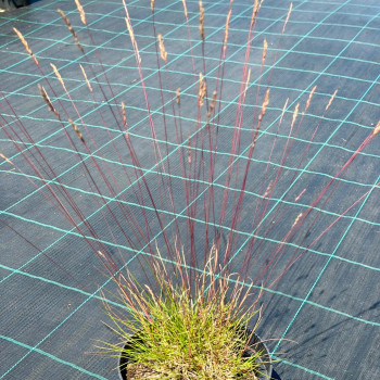 Auzene, zilganā 'Sunrise' /Festuca glauca/ - C2 kont.