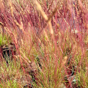 copy of Šluotsmilgė, nykštukinė  'Glaucantha' /Festuca Valesiaca/ - P9 kont.