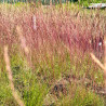 copy of Auzene, pundurauzene, zilā 'Glaucantha' /Festuca Valesiaca/ - P9 kont.