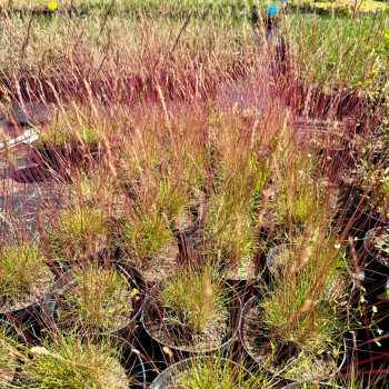 copy of Šluotsmilgė, nykštukinė  'Glaucantha' /Festuca Valesiaca/ - P9 kont.