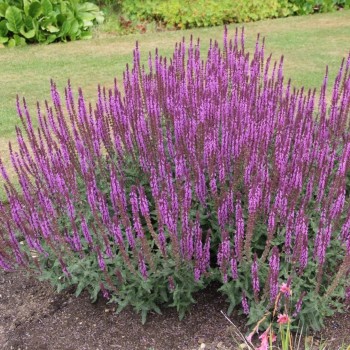 Salvija, birztalas "Amethyst" /salvia nemorosa/ - C2kont.
