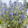 Zilbārde, Klendonas 'White Surprise' /caryopteris clandonensis/ - C2 kont.