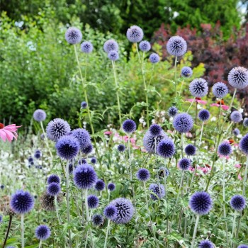 Ežziede, augstā 'Blue Globe' /Echinops bannaticus/ - C2 kont.