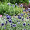 copy of Ežziede, augstā 'Blue Globe' /Echinops bannaticus/ - P9 kont.