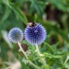 Ežziede, augstā 'Blue Globe' /Echinops bannaticus/ - C2 kont.