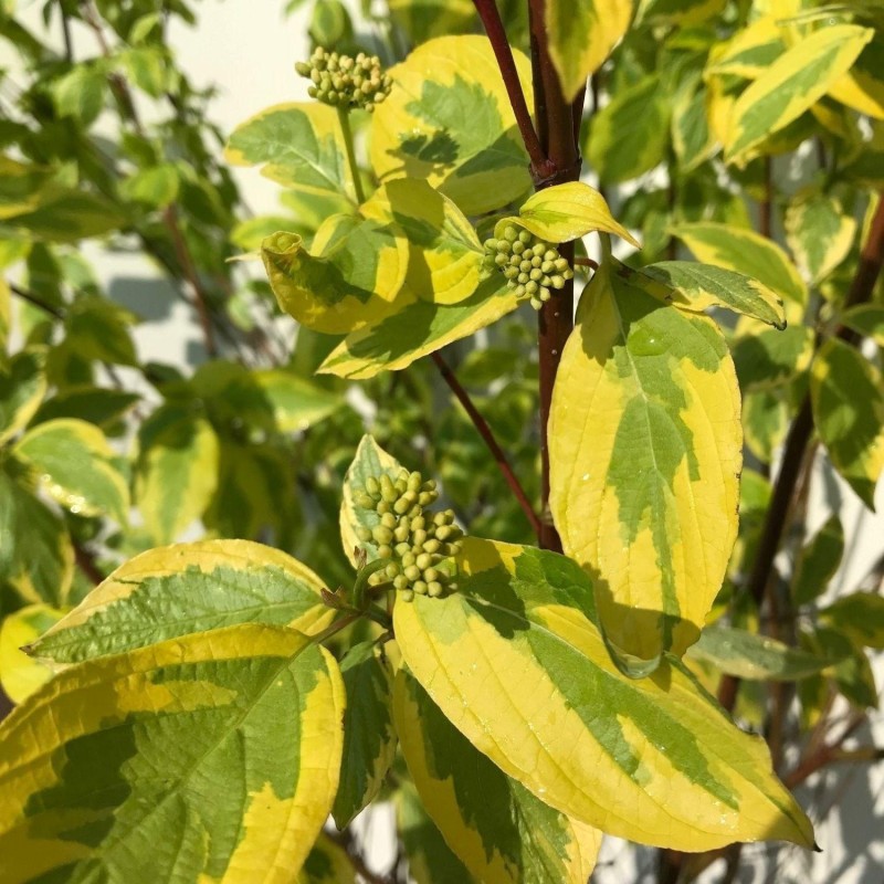 Grimonis, baltais ,,Gouchaultii,, /Cornus alba/ - C2,5 kont.