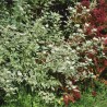 copy of Sedulas, plaukuotasis 'White Gold' /Cornus sericea/ - P9 kont.