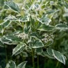 copy of Grimonis, atvašu 'White Gold' /Cornus sericea/ - P9 kont.