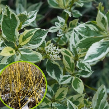 copy of Grimonis, atvašu 'White Gold' /Cornus sericea/ - P9 kont.
