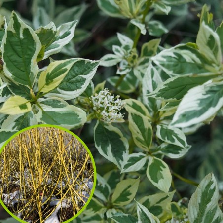 copy of Grimonis, atvašu 'White Gold' /Cornus sericea/ - P9 kont.