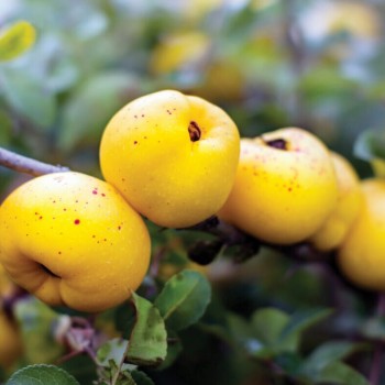 Krūmcidonija 'Orange Trail' /chaenomeles superba/ - C2,5 kont.