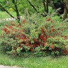 copy of Krūmcidonija 'Orange Trail' /chaenomeles superba/ - P9 kont.