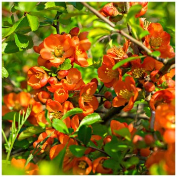 copy of Svarainis 'Orange Trail' /chaenomeles superba/ - P9 kont.