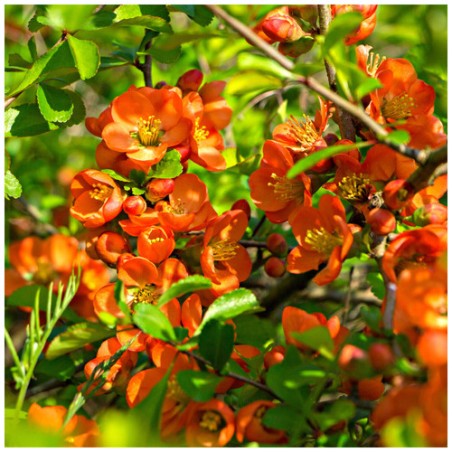 Krūmcidonija 'Orange Trail' /chaenomeles superba/ - C2,5 kont.