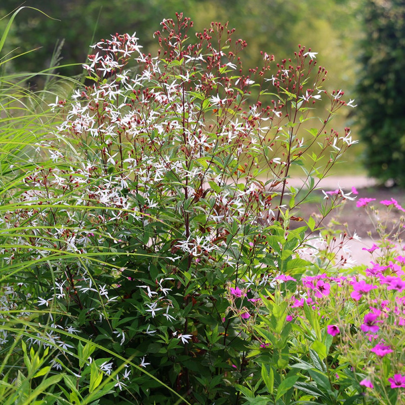 Gilēnija, trīslapu /gilenia trifoliata/ - C2 kont.