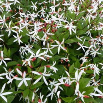 Gilēnija, trīslapu /gilenia trifoliata/ - C2 kont.