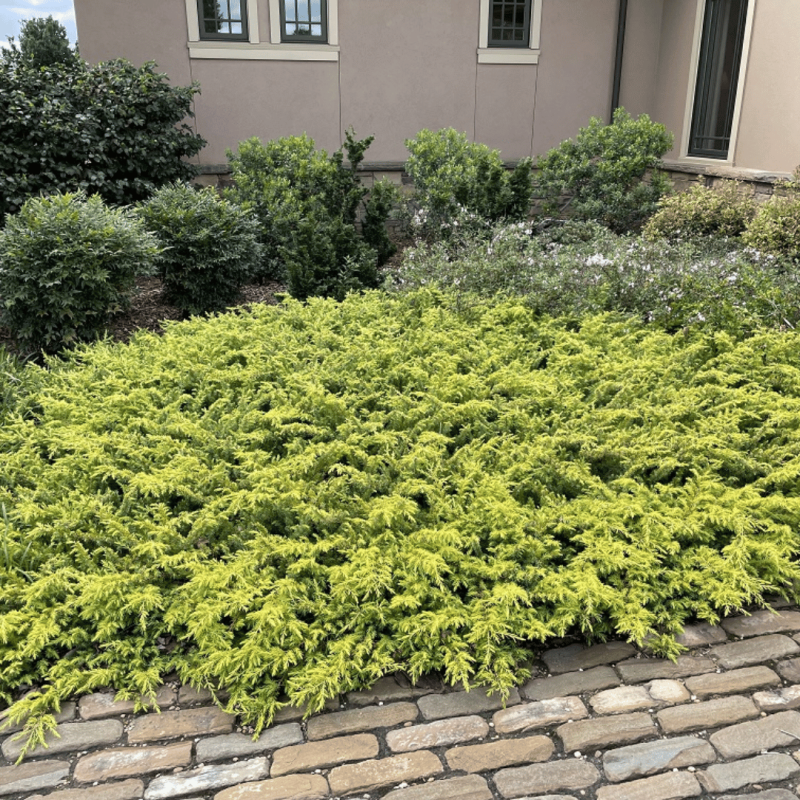 Kadiķis, piekrastes 'Allgold' /juniperus conferta/