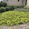 Kadiķis, piekrastes 'Allgold' /juniperus conferta/