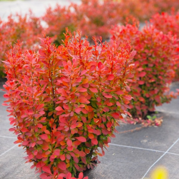 copy of Bārbele, Tunberga "Red Pillar" /berberis thunbergii/ - C2 Kont.