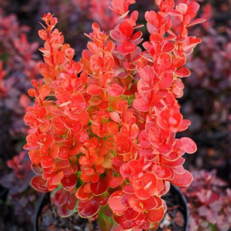 copy of Bārbele, Tunberga "Red Pillar" /berberis thunbergii/ - C2 Kont.