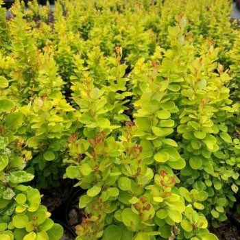 Bārbele, Tunberga "Neon Gold" /berberis thunbergii/ - C2 kont.